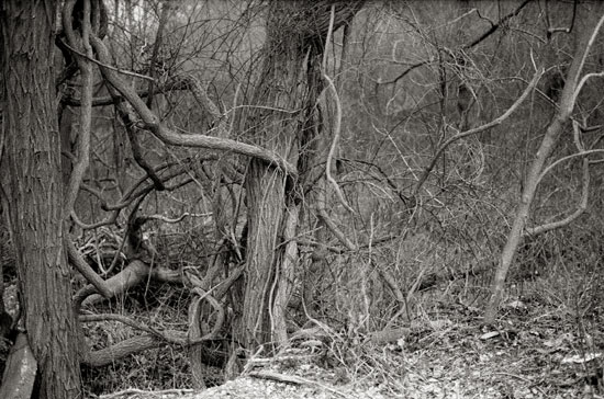 a entangled forest in cold spring harbor, new york